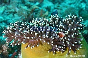 Amphiprion perideraion Heteractis magnifica-Liwutonkidi Island-13m-20180604-Denis-ADER-DSC_3853_tn